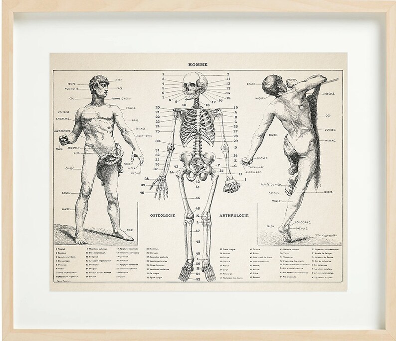 VINTAGE ANATOMY CHART Printable Wall Art, - Etsy