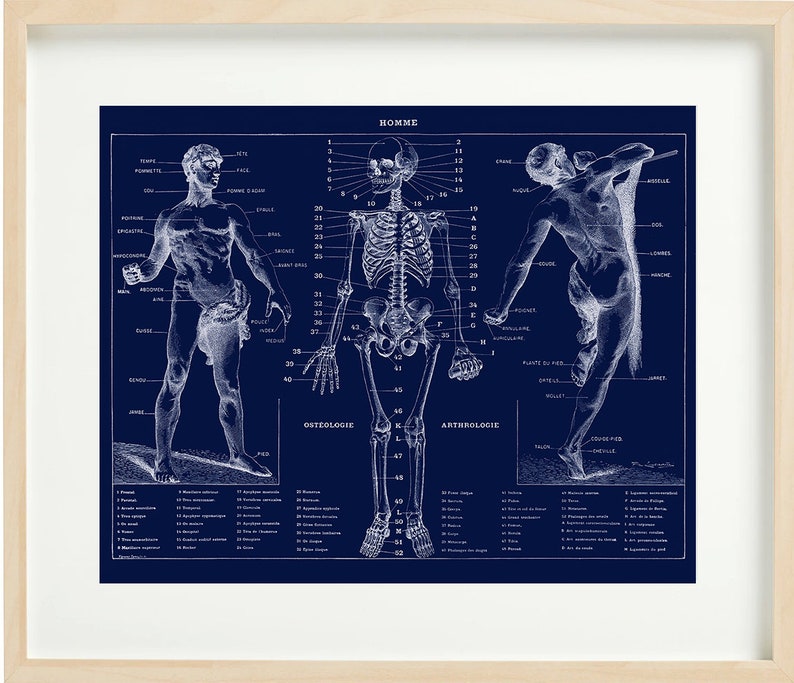 VINTAGE ANATOMY CHART Printable Wall Art, - Etsy