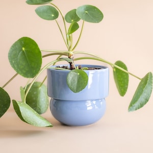 Könnte beinhalten: Eine kleine grüne Pflanze mit runden Blättern in einem hellblauen Keramiktopf. Der Topf hat einen abgerundeten Boden und eine gerade Oberseite.
