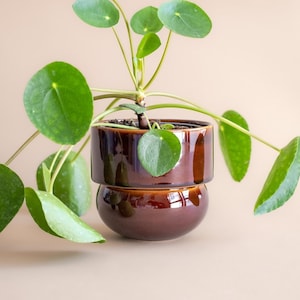 May include: A green houseplant with round leaves in a brown ceramic pot. The pot has a rounded base and a cylindrical top.