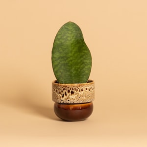 Può includere: Pianta di serpente in vaso di ceramica bicolore. Il vaso ha una base marrone scuro e una sezione superiore maculata marrone e beige. La pianta presenta una singola grande foglia verde. Sfondo neutro.
