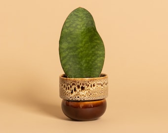 Small Succulent Pot, Mini Succulent Pot, Cactus Planter, Honey Pot, Minimalist Pot, Cactus Planter, Mini Pottery