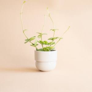 May include: A small green plant with trailing vines growing in a white ceramic pot with a rounded base.