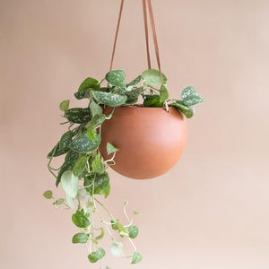 Peut inclure: Un pot suspendu de couleur terre cuite, de forme sphérique, suspendu par des lanières de cuir marron. Le pot est rempli de plantes vertes à feuilles tachetées, tombant vers le bas. Le fond est beige neutre uni.
