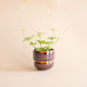 Op de afbeelding: Een kleine, bruine keramische plantenpot met een uniek, gestapeld ontwerp, met een groene plant met kleine, ronde bladeren en lange, slanke stelen. De plant staat tegen een neutrale achtergrond, wat een minimalistische esthetiek creëert.