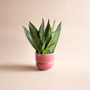 Pequeña jardinera rosa, regalo del día de las madres de la hija, jardinera de cactus, mini jardinera, jardinera suculenta, color pastel