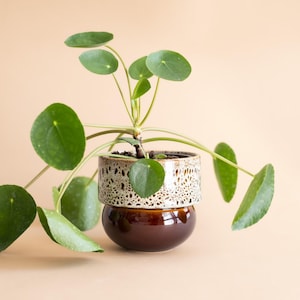 May include: A green leafy plant with round leaves in a brown and white ceramic pot. The pot has a speckled glaze and a brown base.