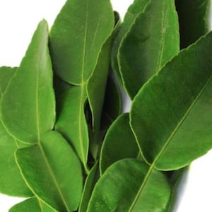 20 Double Fresh Kaffir Lime Leaves