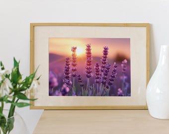 Lavender Sunset Poster | Matte Floral Wall Art Horizontal | Botanical Photography Print | Summer Nature Decor | Unframed