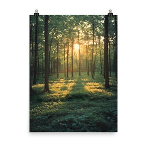 Naturinspiriertes Poster mit einer traumhaften Waldszene, in der goldenes Licht durch die Bäume fällt – ideal als Wandkunst für Wohnzimmer, Schlafzimmer oder gemütliche Leseecken.