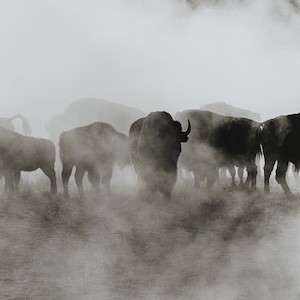 Yellowstone-buffel in stoom Fotoprint 20 x 60 inch