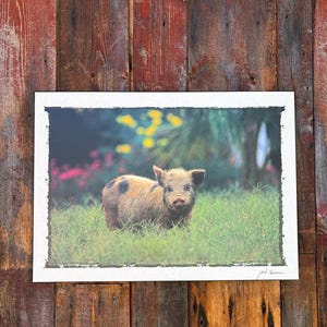 Puede incluir: Una impresión rectangular que presenta la fotografía de un pequeño lechón peludo con manchas marrones y negras de pie en un campo de hierba verde. El fondo muestra flores rosas y amarillas borrosas. La firma Jack Kenner aparece en la esquina.
