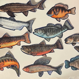 May include: A collection of ten individual fish cutouts featuring various species including a sturgeon, trout, and sunfish. Each fish is rendered in detailed color illustrations with distinct markings, scales, and fin shapes, presented as separate paper pieces.