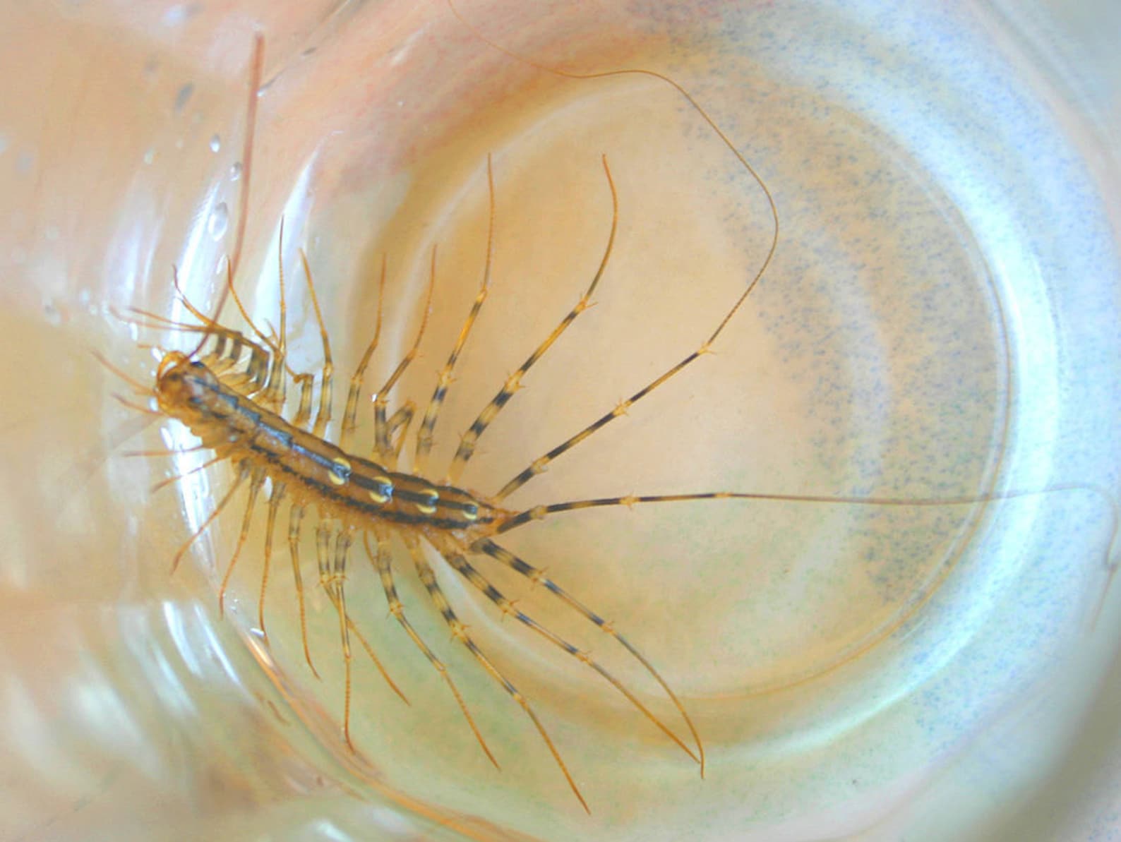 Sterling Silver Centipede Double Ring House Centipede Ring Etsy