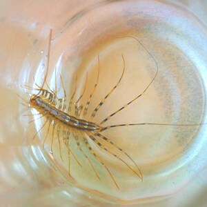 May include: A close-up of a brown and yellow centipede with many legs, trapped inside a clear glass jar.