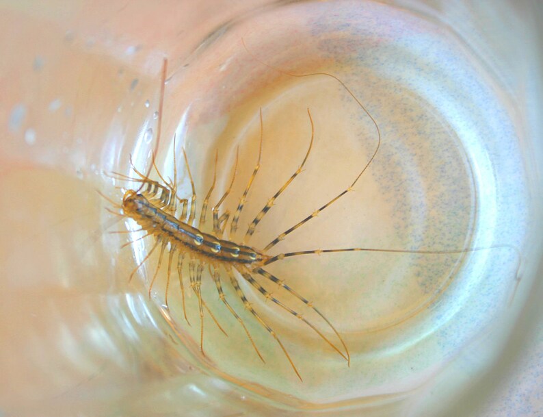 May include: A close-up of a brown and yellow centipede with many legs, trapped inside a clear glass jar.