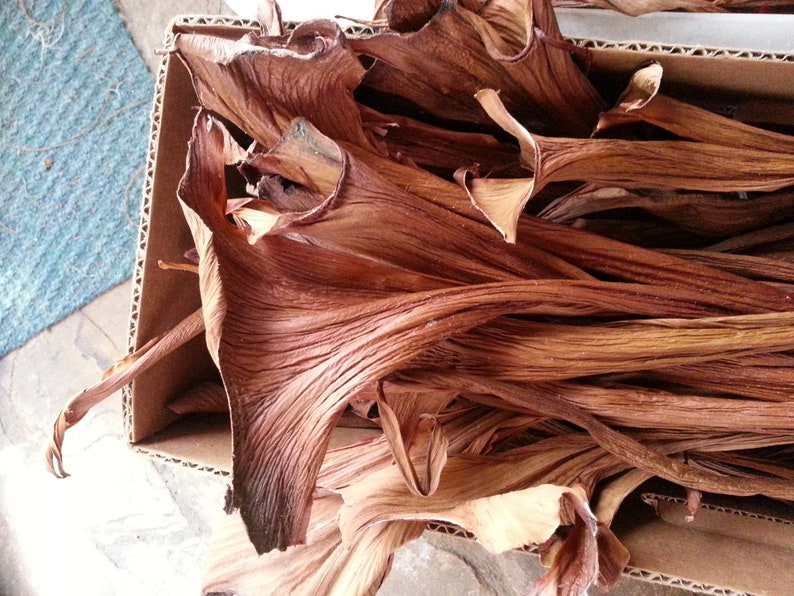 Philodendron Sheaths in a variety of sizes.