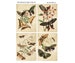 Entomology Field Study #1 - Journal Cards - Antique Ephemera - books -  journals - albums - scrapbooks - mixed media  (1 digital page) 