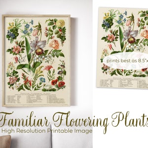 Familiar Flowering Plants Poster - Digital Image Printable