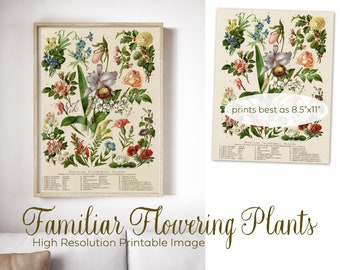 Familiar Flowering Plants Poster - Digital Image Printable