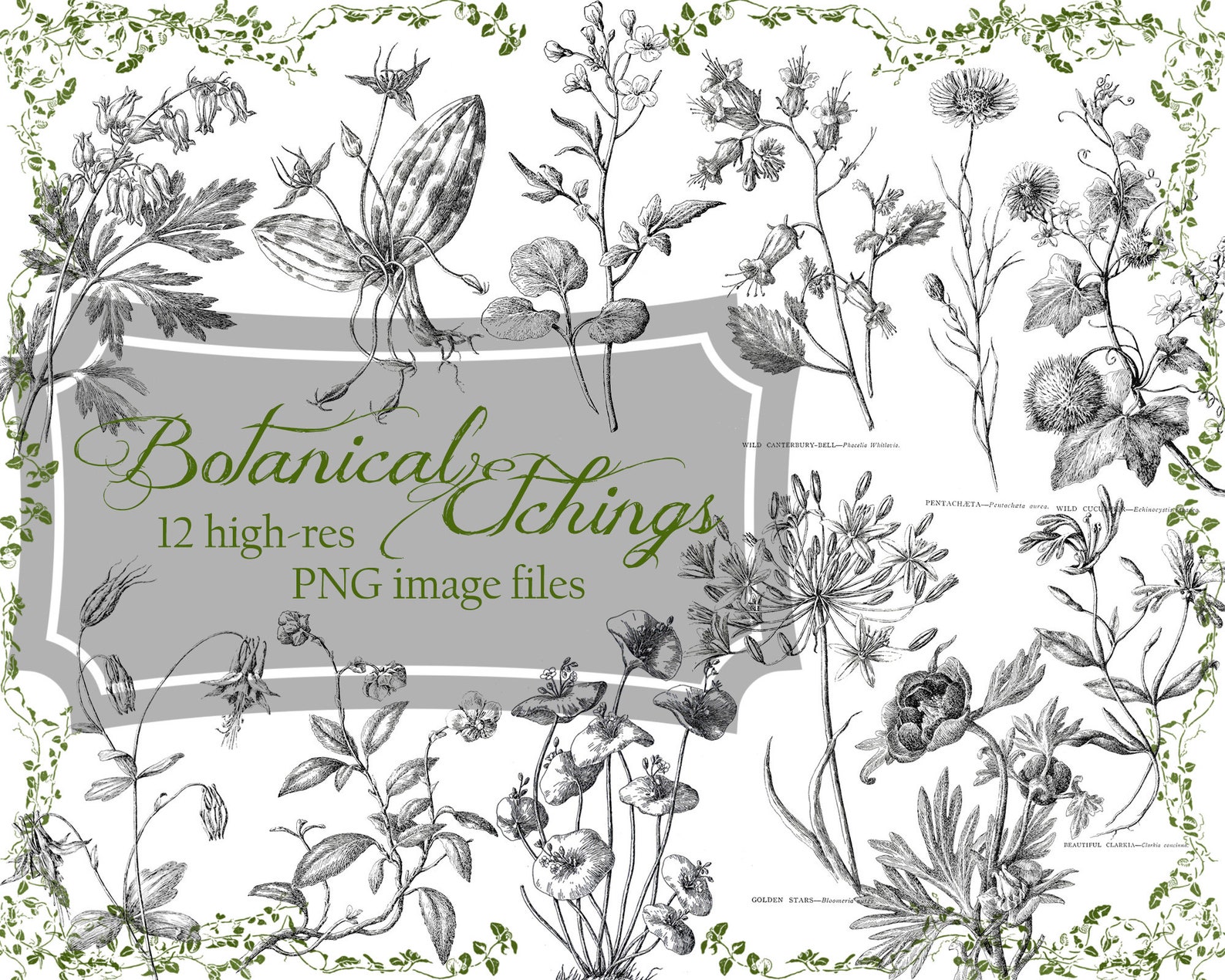Botanical Etchings in Ebony & Ivory PNG Digital Kit | Etsy