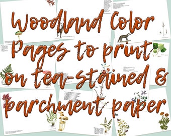 Woodland Color Pages - Add-on Pages to print on tea stained or parchment paper (10 digital page spreads)