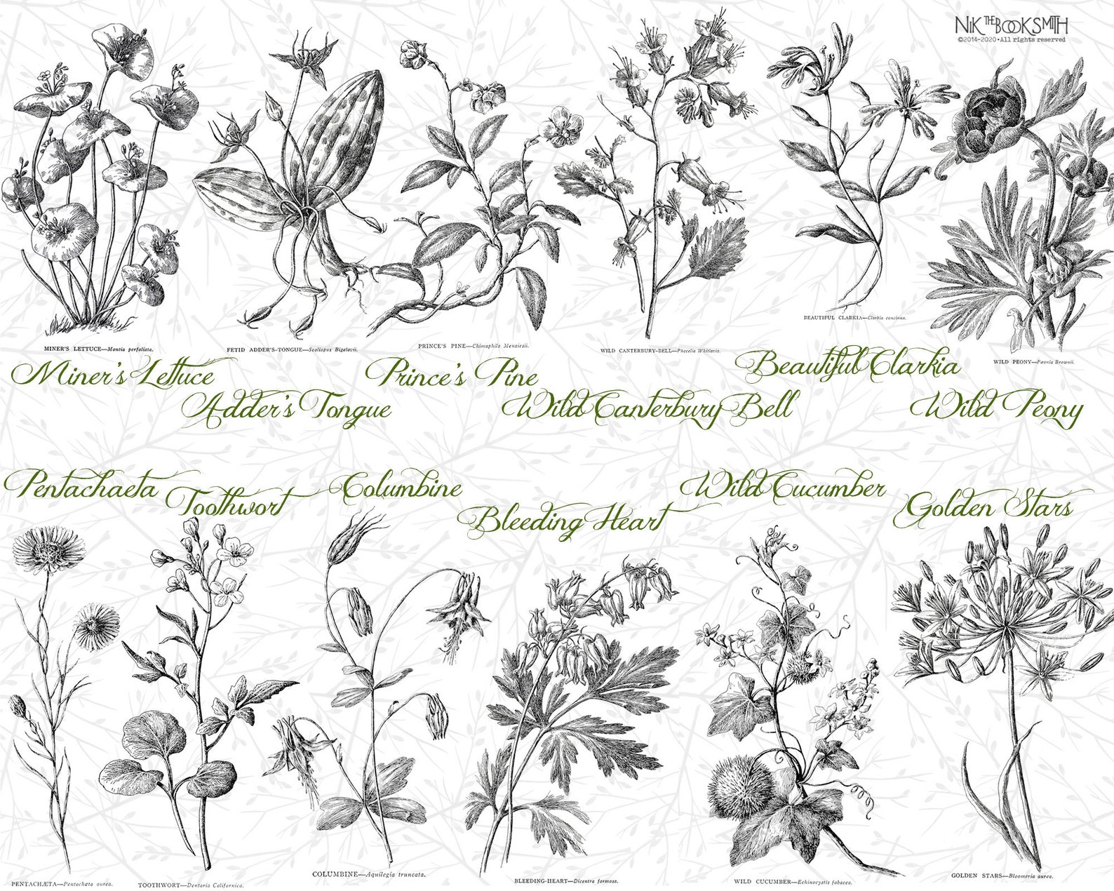 Botanical Etchings in Ebony & Ivory PNG Digital Kit | Etsy