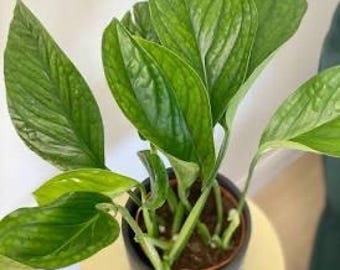 Esquejes de Monstera Pinnatipartita / Planta de interior poco común / Elección del cultivador