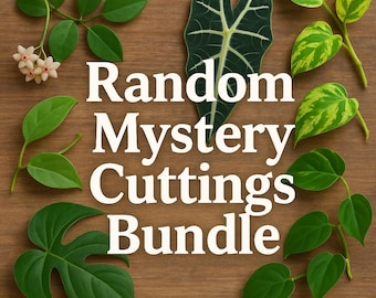 Paquete de recortes misteriosos: ¡1 de 5 son RAROS o POCO COMUNES! / Hoya, Pothos, Monstera, Alocasia y Filodendro