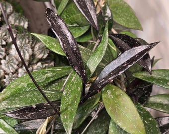 Esqueje de Hoya Pubicalyx Splash / Planta poco común / Planta de cera para principiantes