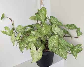 Un regalo GRATIS con la compra de cada artículo / Mariposa blanca de Syngonium / Esqueje fresco
