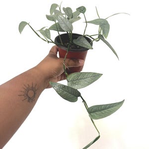 Cebu Blue Pothos | Epipremnum | Established Plant | Well-Rooted Plant | 2 inch pot | Grower&#39;s Choice