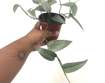 Cebu Blue Pothos | Epipremnum | Established Plant | Well-Rooted Plant | 2 inch pot | Grower's Choice
