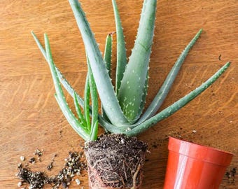 Planta de aloe vera bebé / Planta de iniciación fácil / ¡Un regalo estupendo para los nuevos aficionados a las plantas de interior!