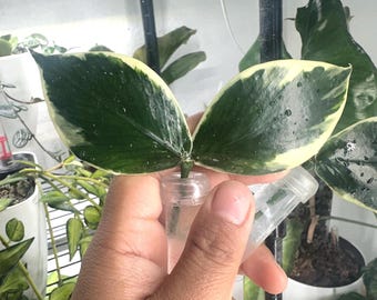 Hoya Polyneura ALBO Albomarginata, también conocida como Hoya de cola de pez abigarrada exterior / Esqueje de 1-2 hojas / Esqueje fresco / Elección del cultivador