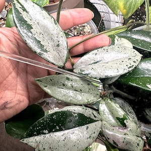 Hoya Wilbur Graves China | High Variegation | Variegated Plant | Fresh Cutting