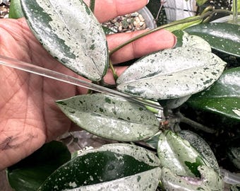 82 ホヤ　'073' ウィルバーグレイブス　フルシルバー　大株 82 ホヤ '073' ウィルバーグレイブス フルシルバー 大株 - メルカリ