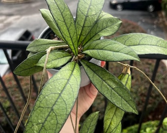 Esqueje de Hoya Crassipetiolata / Venas impresionantes / Planta poco común / Planta de cera para principiantes