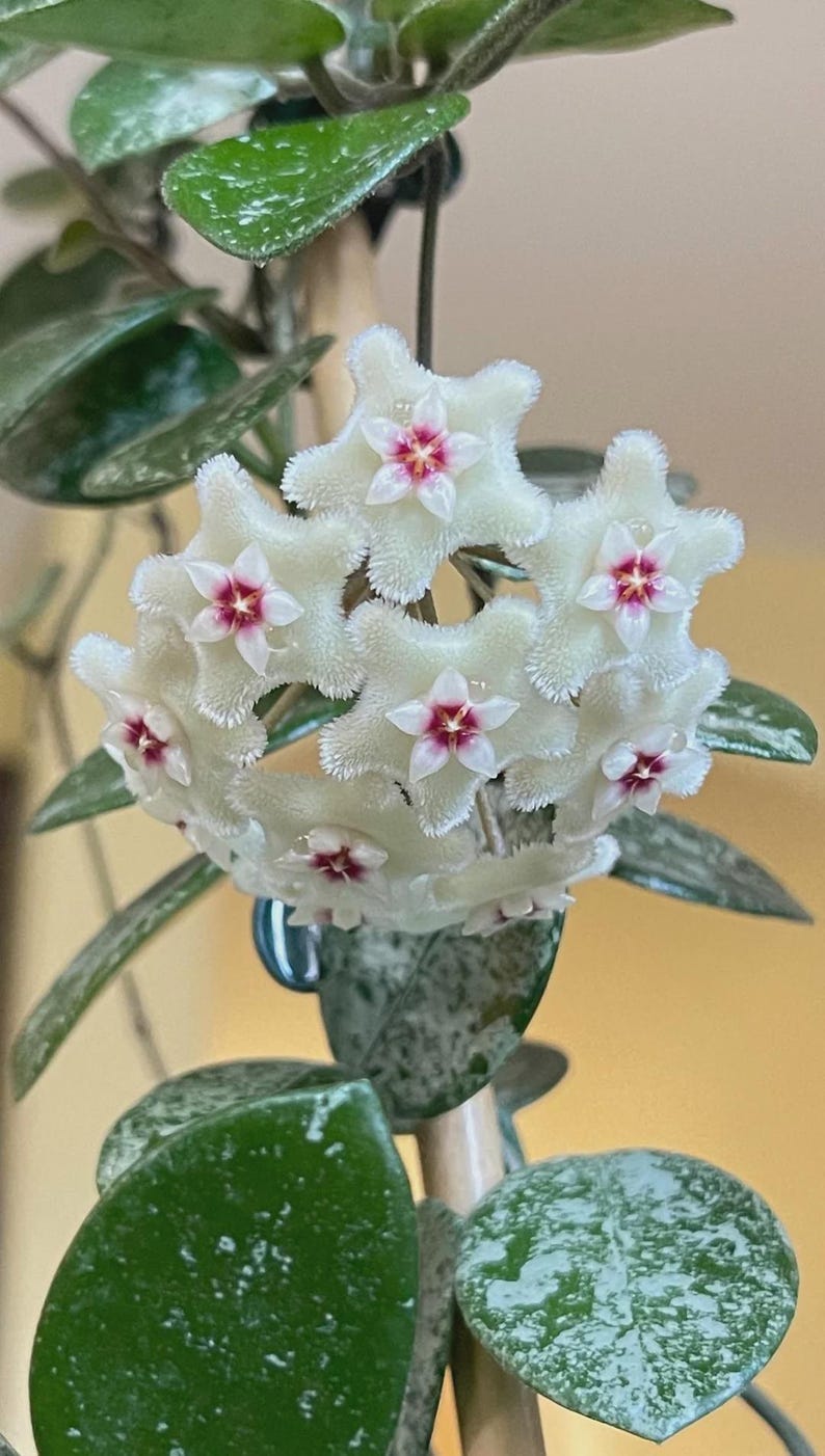 Hoya Mathilde Splash | Variegated Plant | Fresh Cutting - Etsy