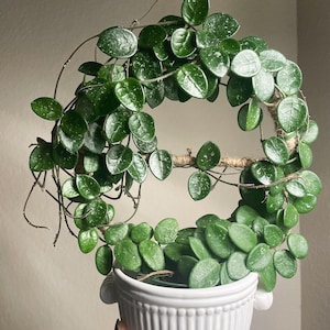 Puede incluir: Una planta de Hoya con hojas redondas de color verde oscuro y motas blancas, dispuestas en forma circular. La planta está en una maceta de cerámica blanca, acanalada, con asas. Las enredaderas de la planta están envueltas alrededor de un aro cubierto de cuerda.