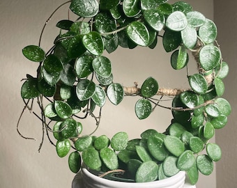 Hoya Mathilde Splash / Planta abigarrada / Esqueje fresco