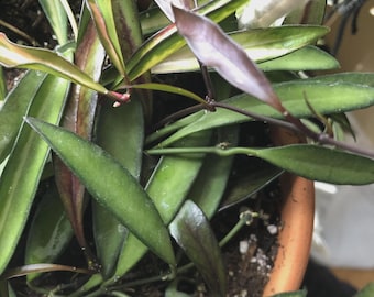 Un regalo GRATIS con la compra de cada artículo / Hoya Wayetii - Forma verde