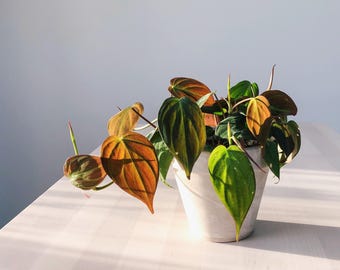 Esquejes de Philodendron Micans / Planta de hoja de terciopelo / Planta de inicio fácil