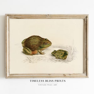 Antike Frosch Illustration Digitaler Download | Vintage afrikanische Ochsenfrosch Druck Frosch-Wand-Kunst-Natur-Kröte Naturgeschichte Illustration Buch