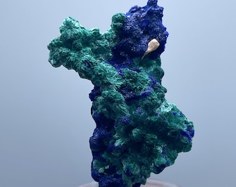 Azurite with Malachite Flower Rare Moroccan Cabinet Mineral Specimen Blue Green Display for Collectors, Perfect Condition