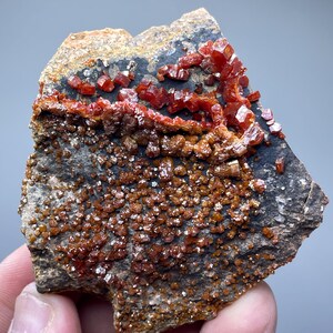 Op de afbeelding: Een natuurlijk mineraal specimen met een donkergrijze rotsmatrix en clusters van levendige, rood-oranje kristallen. De kristallen variëren in grootte en textuur, wat een visueel aantrekkelijk contrast creëert. Het mineraal wordt in een hand gehouden.