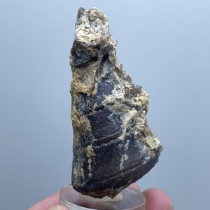 Könnte beinhalten: Ein dunkelbraunes Fossil mit strukturierter Oberfläche und hellbraunen und beigefarbenen Mineralablagerungen. Das Fossil ist auf einem transparenten, kreisförmigen Ständer montiert. Die Gesamtform ist länglich und unregelmäßig, mit sichtbaren Rippen und Schichten.