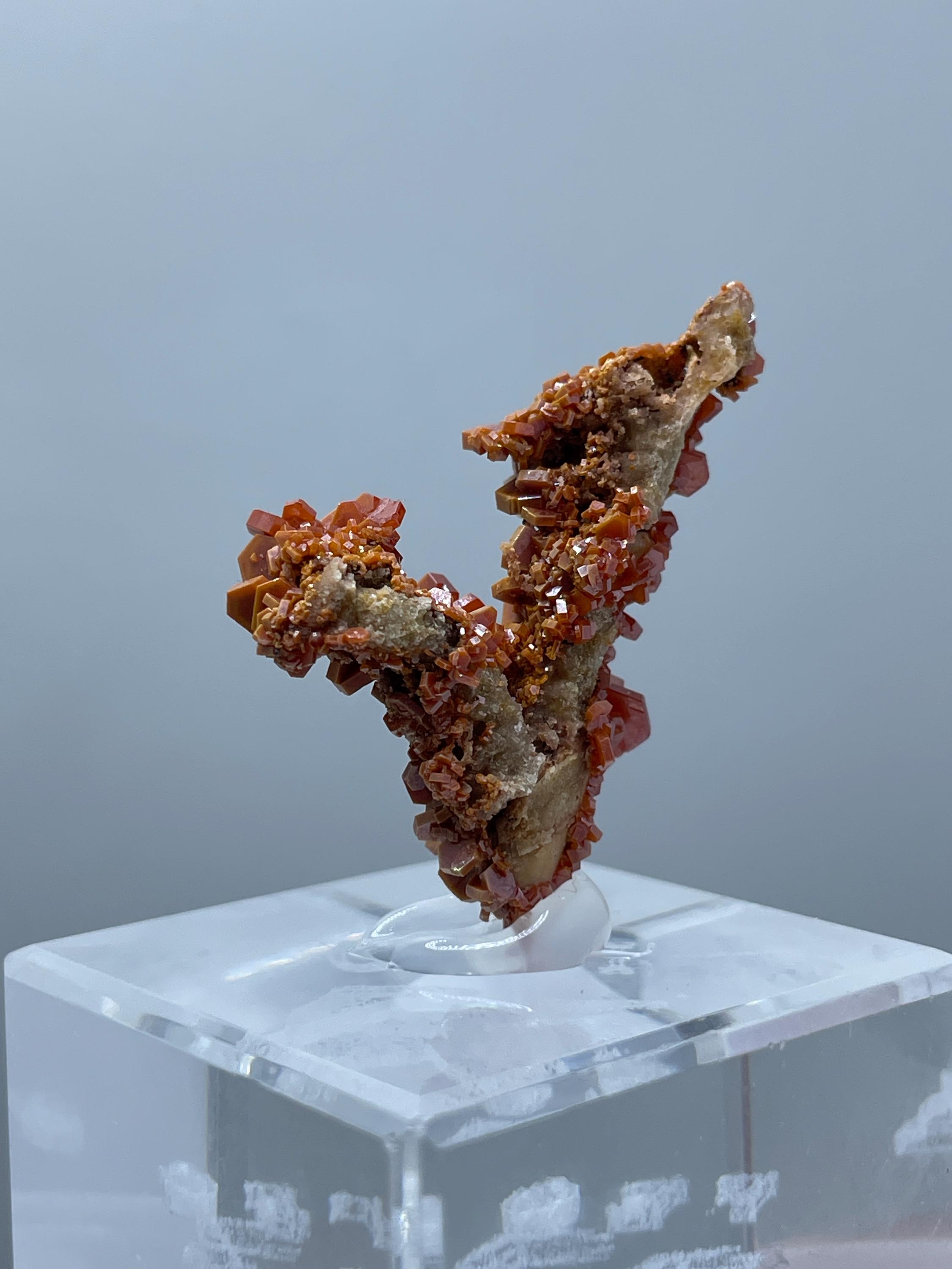 化石上のバナジン石 – 鮮やかな赤色の結晶クラスター – モロッコ