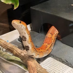May include: A corn snake with orange, red, and white markings is perched on a wooden branch inside a terrarium. The snake is near a black hideaway and green leafy plant. The terrarium has a newspaper substrate.