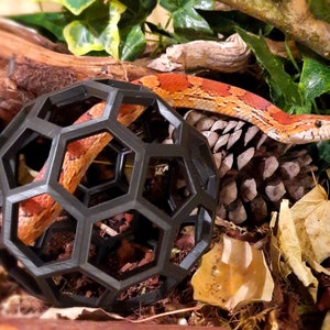 Può includere: Un serpente del mais con segni arancioni e marroni è parzialmente all'interno di una palla geometrica nera. Il serpente è vicino a una pigna e circondato da foglie e rami. La palla ha un design a nido d'ape.